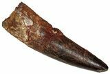 Fossil Spinosaurus Tooth - Real Dinosaur Tooth #355691-1